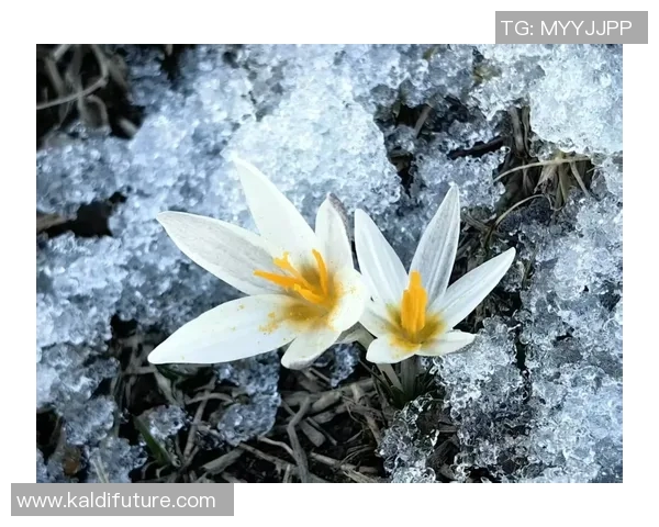 何思雨:在风雨中绽放的坚韧与希望之花